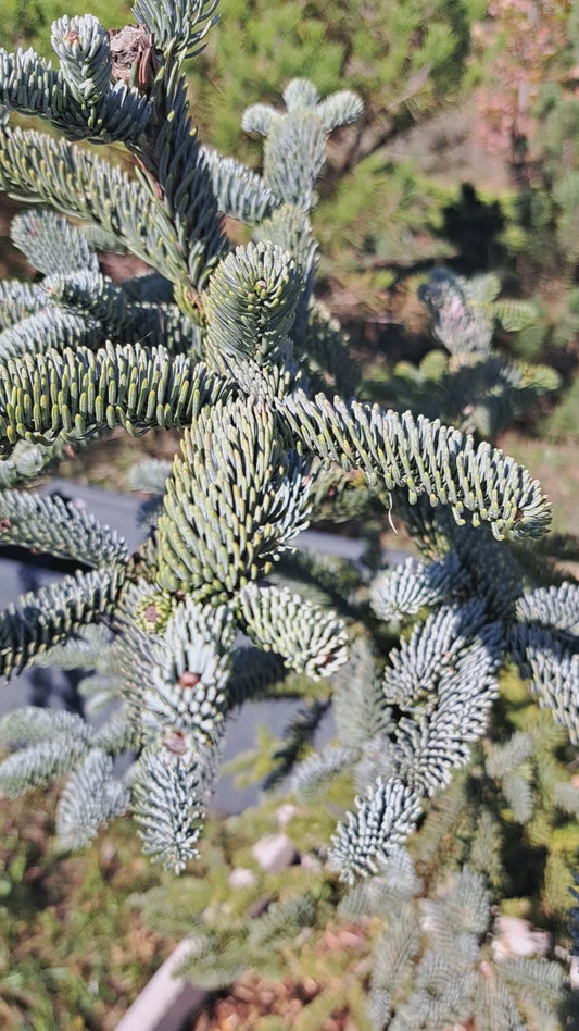 Abies procera 'Glauca' 1,6 m