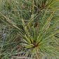 Pinus strobus 'Radiata' 30-40 cm