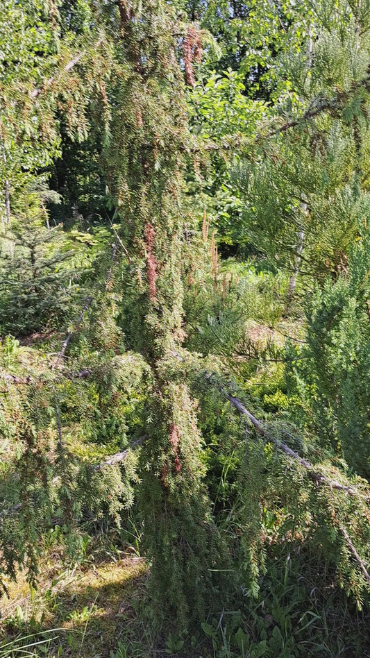 Pinus strobus Fastigiatia