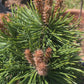 Pinus mugo 'Green Pearl' - 20 cm