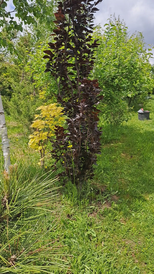 Fag columnar purpuriu - Fagus sylvatica 'Dawyck Purple'