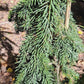 Picea omorika 'Pendula' - 80-100 cm