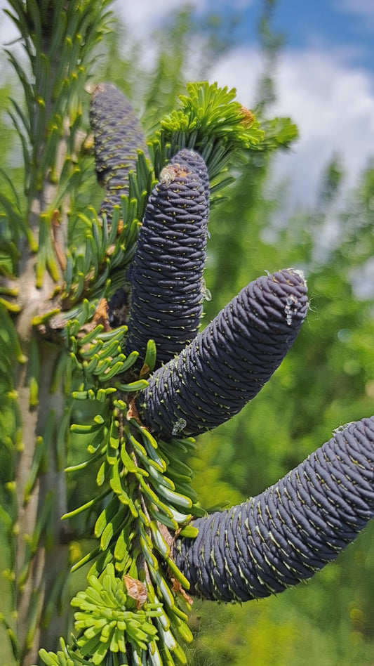 Abies veitchii