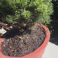 Set - Pinus x densithunbergii 'Edsal Wood' + Ghiveci oval ciment latime 50 cm