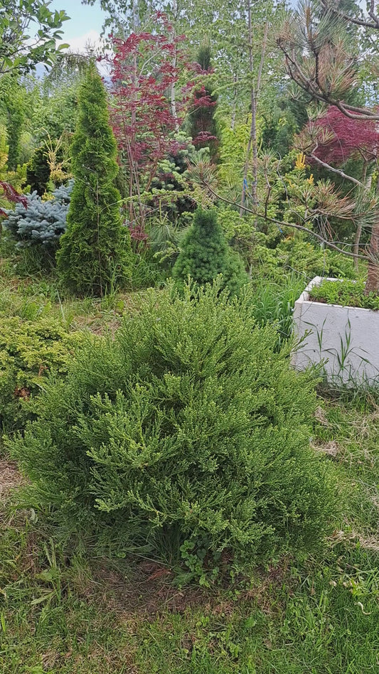 Arborele mamut selectie 'Von Martin' - Sequoiadendron giganteum Von Martin