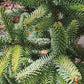 Brad Abies pinsapo 'Aurea' - 35-40 cm