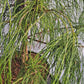 Chamaecyparis lawsoniana 'Ushi's Curtain' 80-100 cm