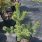 Pinus parviflora 'Ooh La La'