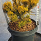 Pinus mugo 'Carstens Wintergold' 25 cm