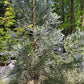 Arborele mamut Sequoia selectie albastra - Sequoiadendron giganteum Glaucum