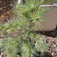 Pinus densiflora 'Golden Ghost' - 60-80 cm