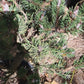 Pinus contorta 'Spaan's Dwarf' - 40-50 cm