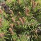 Pinus mugo 'White Tip' - 25 cm