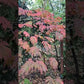 Acer japonicum aconitifolium 20 cm