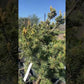 Pinus parviflora 'Koko-no-e' - 50-55 cm