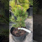Pinus contorta 'Willow Creek'