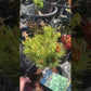 Pinus parviflora 'Catherine Elisabeth' - 25-30 cm