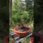 Bonsai Pinus thunbergii 'Maijima' - 55 cm