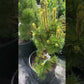 Pinus mugo 'Misty' - 50 cm