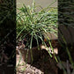 Thuja plicata ' Whipcord' - 25-30 cm