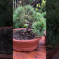 Bonsai Pinus parviflora 'Tanima no yuki'