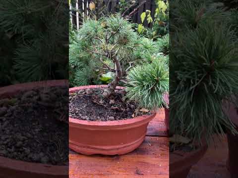 Bonsai Pinus parviflora 'Tanima no yuki'