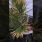 Pinus leucodermis 'Mecky'