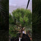 Pinus nigra 'Hornibrookiana' - 25-30cm