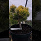 Pinus mugo 'Piatra Craiului' - 25-30 cm