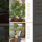 Ficus Bonsai
