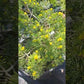 Pinus sylvestris 'Trollguld' - 35 cm