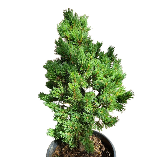 Pinus longaeva 'Sherwood Compact' - 40-50 cm