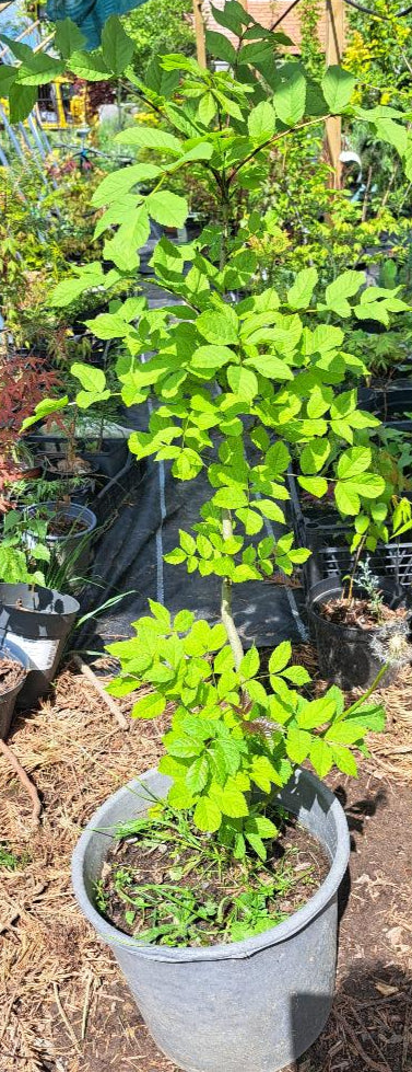 Fraxinus excelsior - frasin - 70-80 cm