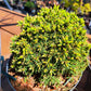 Picea glauca 'Jalako Gold' 20 cm