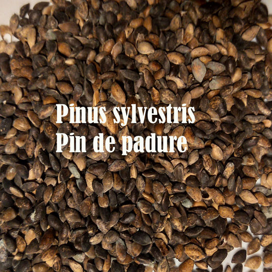 Seminte pin de padure - Pinus sylvestris