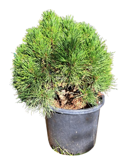 Pinus mugo globular 'Varella' - 50 cm