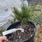 Pinus contorta 'Krnak' - 15 cm