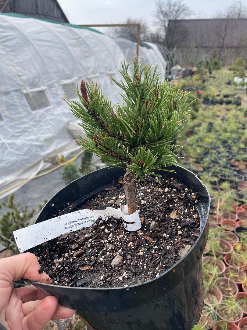Pinus contorta 'Krnak' - 15 cm