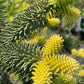 Brad Abies pinsapo 'Aurea' - 60 cm