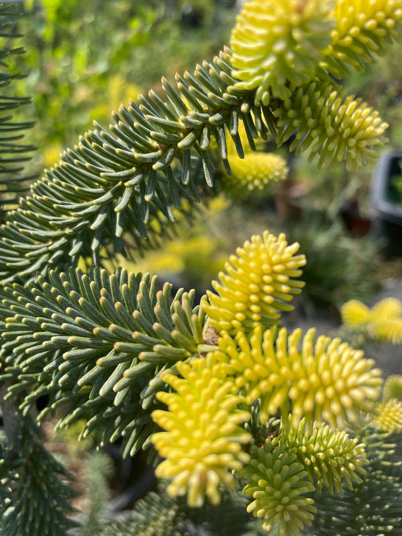 Brad Abies pinsapo 'Aurea' - 60 cm