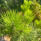 Pin negru japonez- Pinus thunbergii - 60 cm