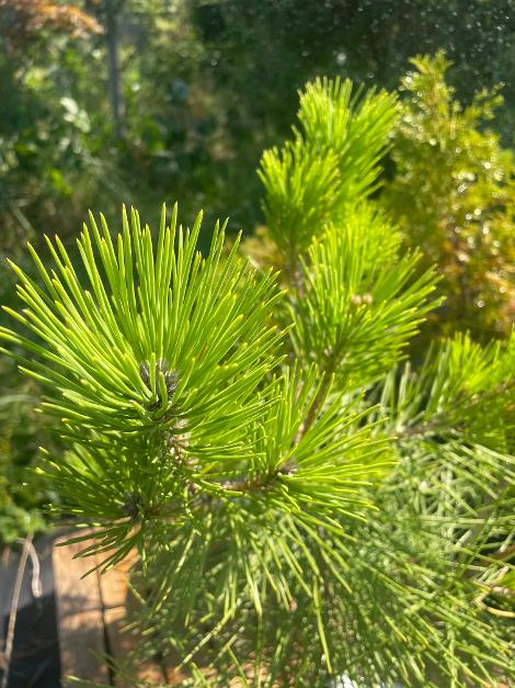 Pin negru japonez- Pinus thunbergii - 60 cm