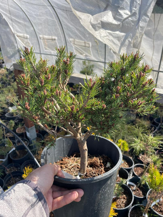 Pinus sylvestris 'Beuvronensis'