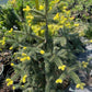 Brad Abies pinsapo 'Aurea' - 60 cm