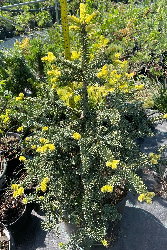 Brad Abies pinsapo 'Aurea' - 60 cm