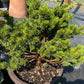 Pinus banksiana 'Banska Stiavnica'