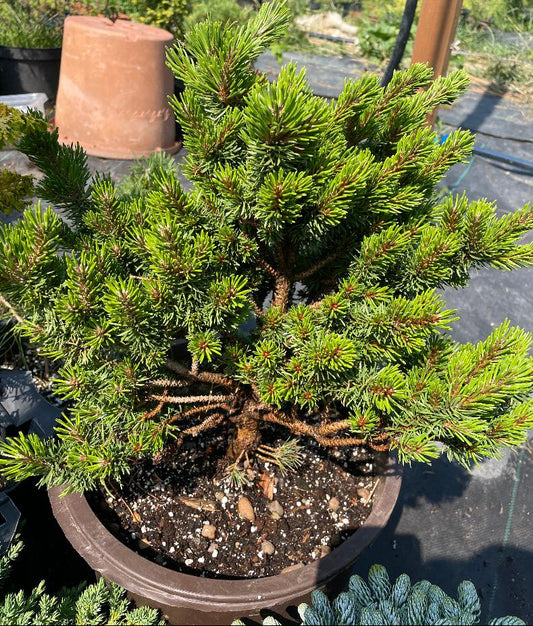 Pinus banksiana 'Banska Stiavnica'