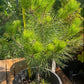 Pin negru japonez- Pinus thunbergii - 60 cm