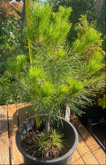 Pin negru japonez- Pinus thunbergii - 60 cm