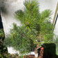 Pinus uncinata 'Tucan' - 30-35 cm